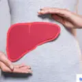 What Does The Liver Do