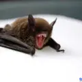 Do Bats Have Teeth