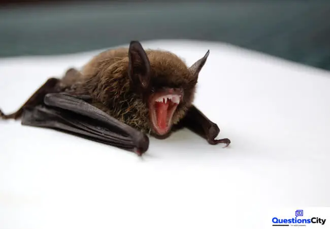 Do Bats Have Teeth