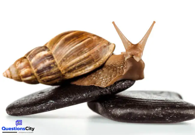 How Do Snails Walk
