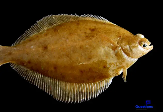 What Are Flatfish