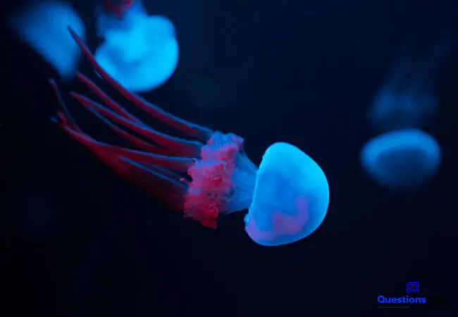 Are Jellyfish Dangerous