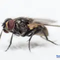 What Does A Fly Eat