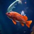 Can Fish Hear