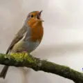 Birds Can Talk Best