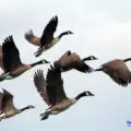 How Can Birds Fly