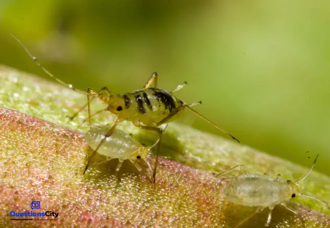 What Is An Aphid