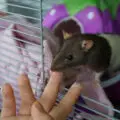 Are Rats A Pet
