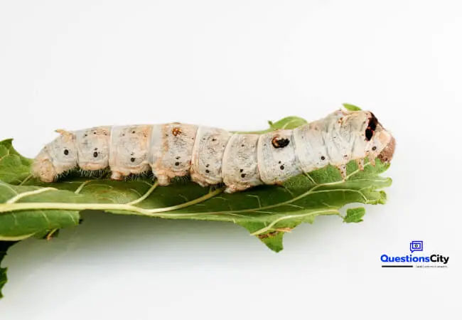 When Were Silkworms First Used