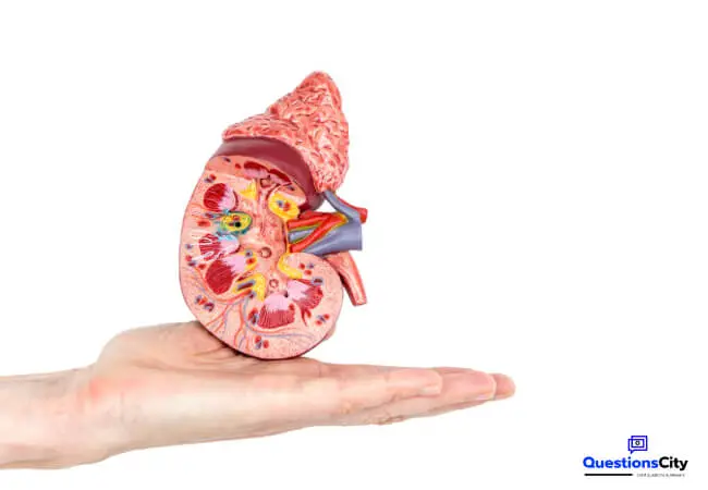 How Do Our Kidneys Function