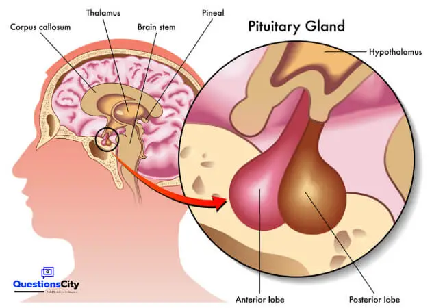 What Is The Pituitary Gland