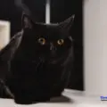Black Cat Considered Bad Luck