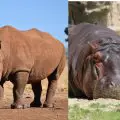 Rhino And Hippopotamus