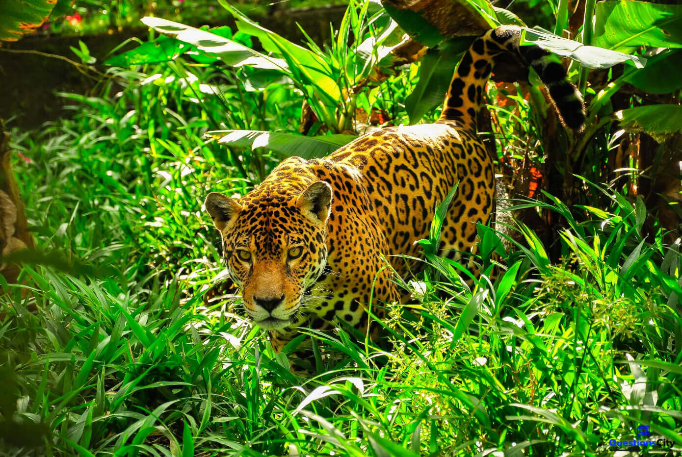 What is the Difference Between A Jaguar And Cheetah? - QuestionsCity