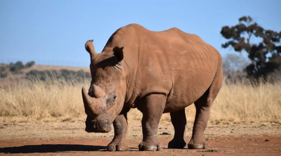 Would A Rhino Beat A Hippo