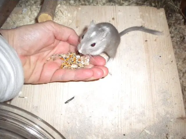 Rats as pets
