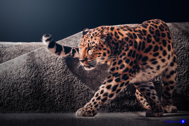 Jaguar And Cheetah