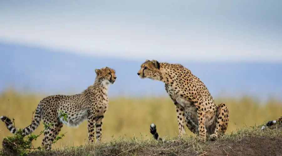 What Are Cheetahs