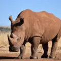 Rhino And Hippopotamus