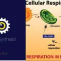Photosynthesis VS Cellular Respiration