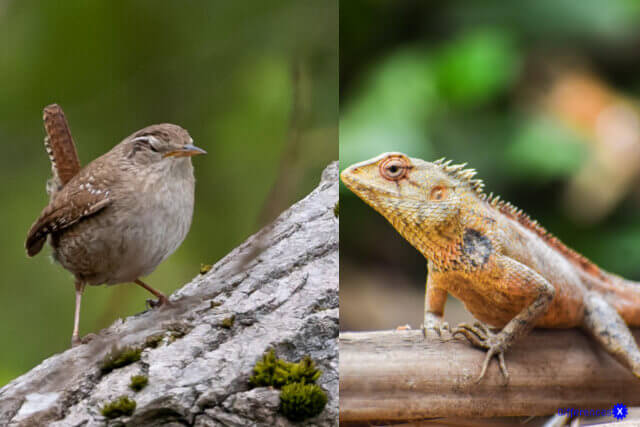 Birds vs Reptiles