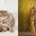 Cats VS Tigers