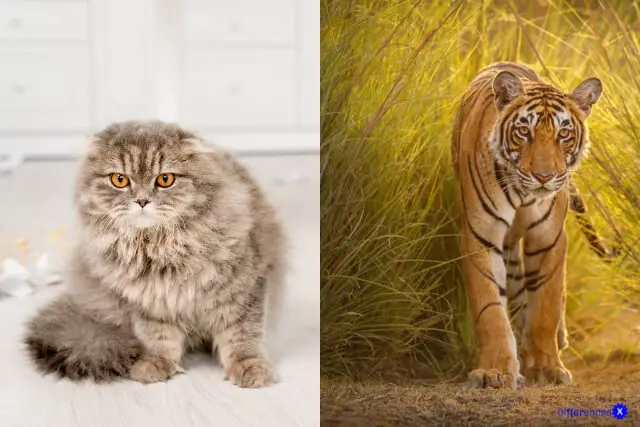 Cats VS Tigers