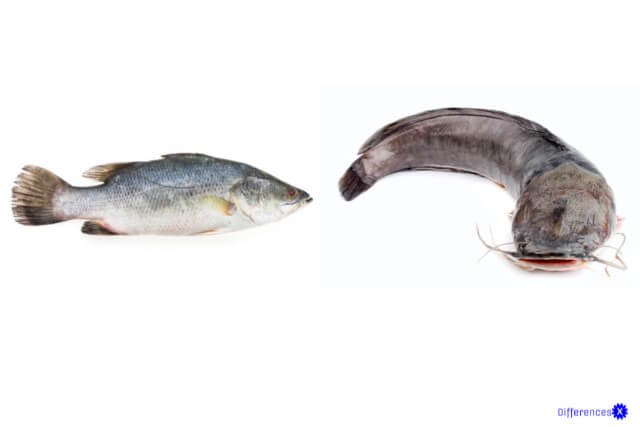 Bony Fish vs Cartilaginous Fish
