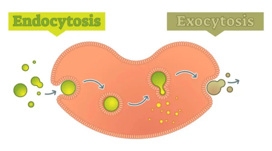 What Is Endocytosis