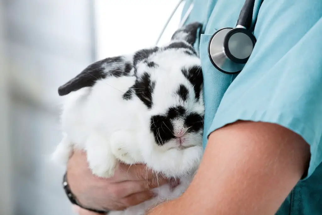 how much does it cost to get a rabbit neutered