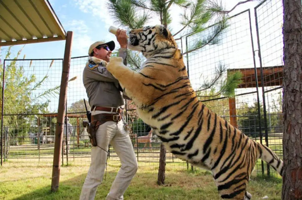how much does it cost to feed a tiger