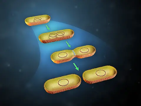 Differences Between Binary Fission and Mitosis