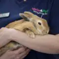 rabbit in practice