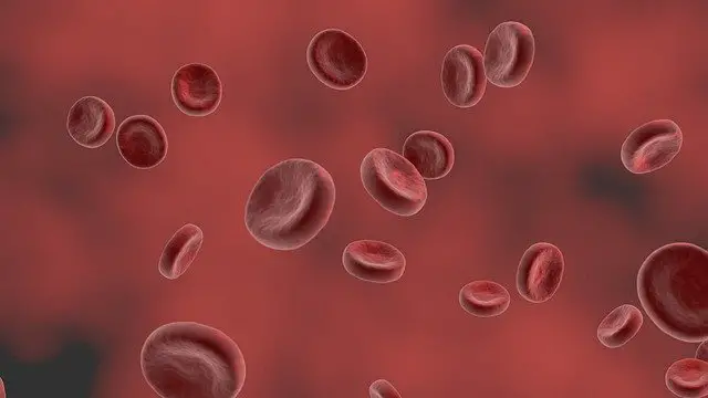 Differences Between Myoglobin and Hemoglobin