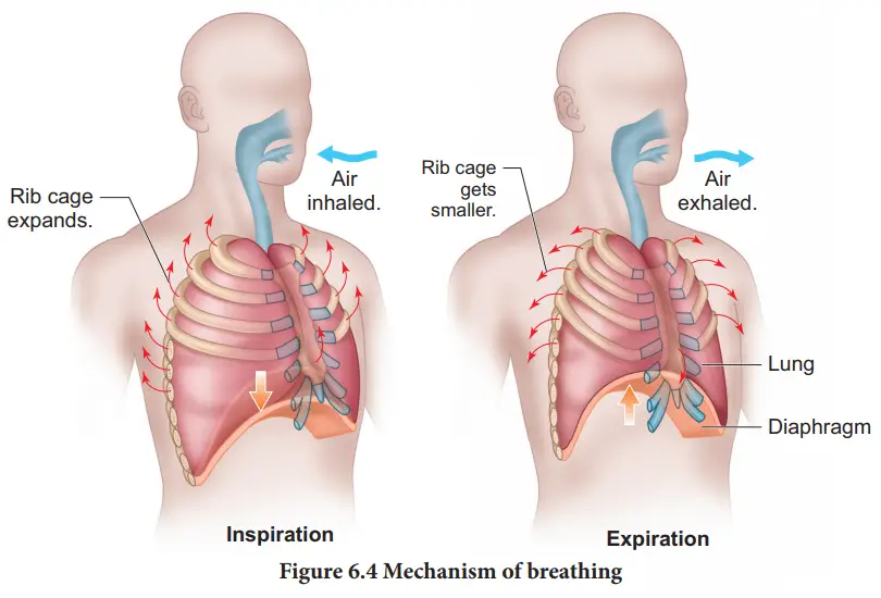article Mechanism of breathi UTM