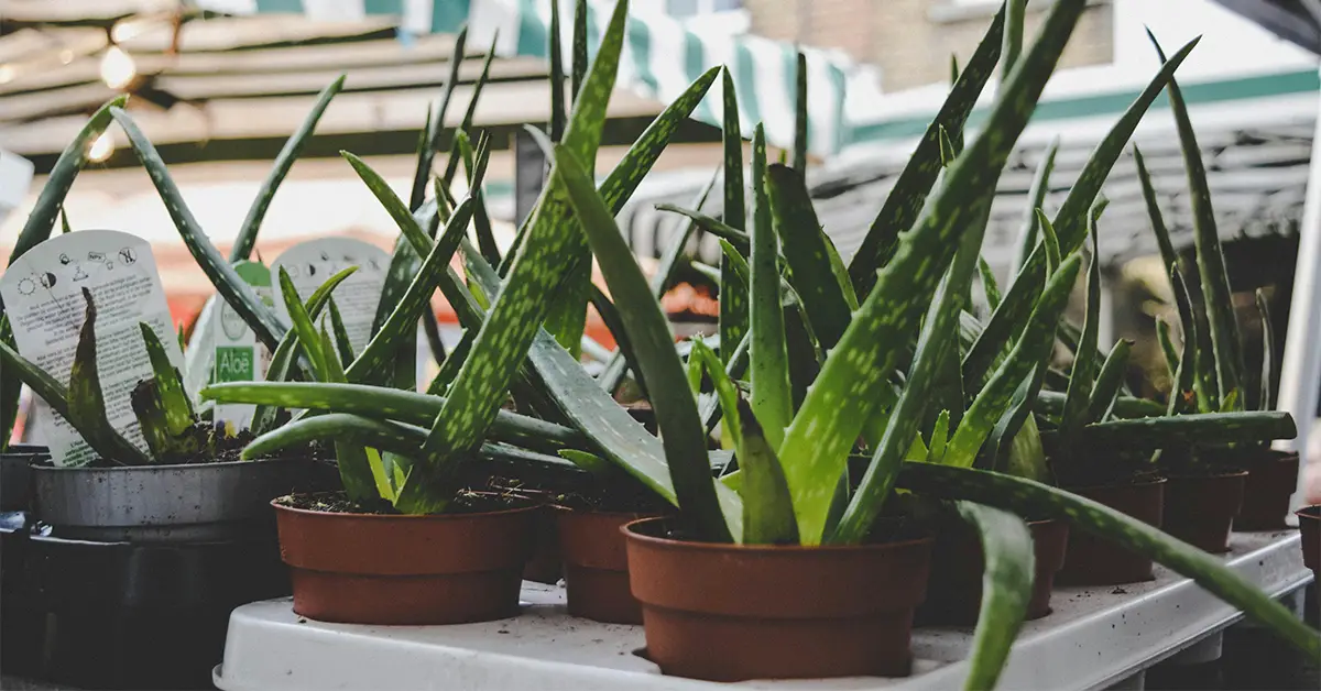 Aloe Vera Gel