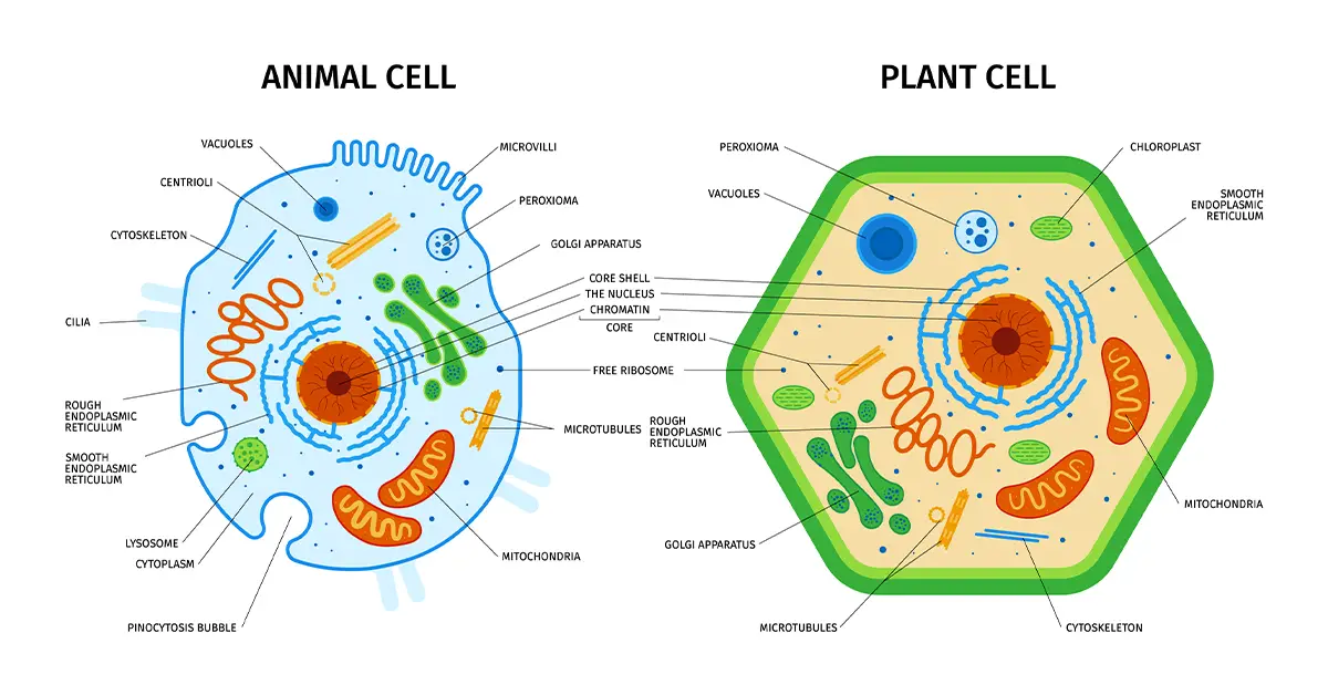 Animal And Plant Mitosis