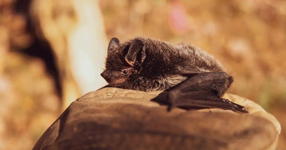 Do Bats Have Teeth