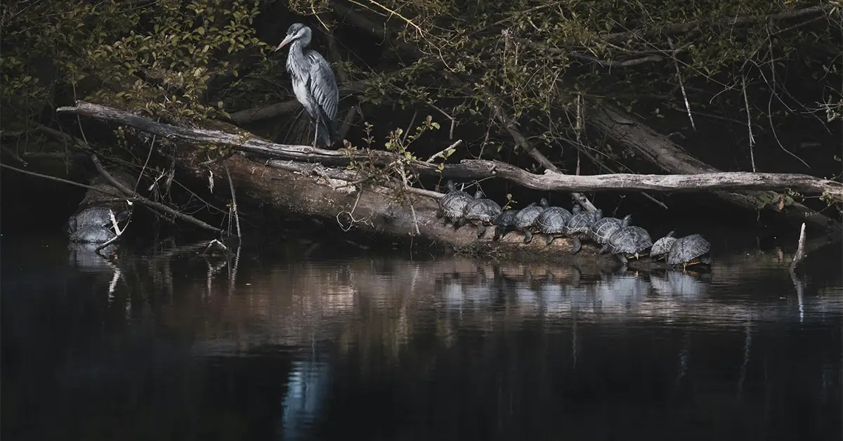 birds-vs-reptiles