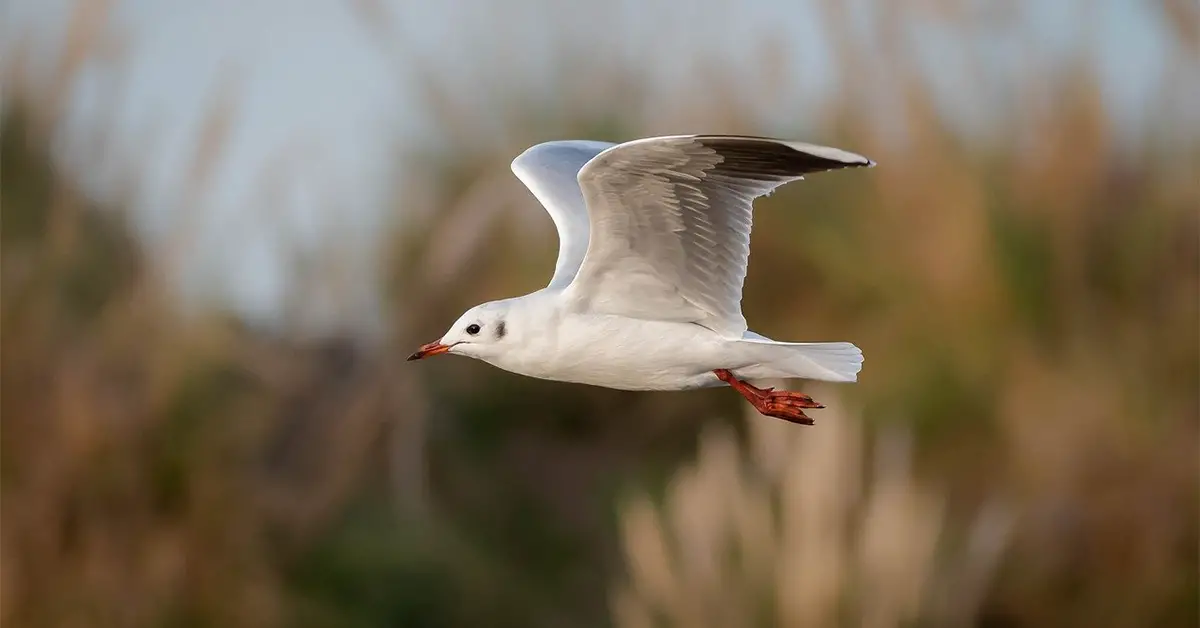 Birds Fly