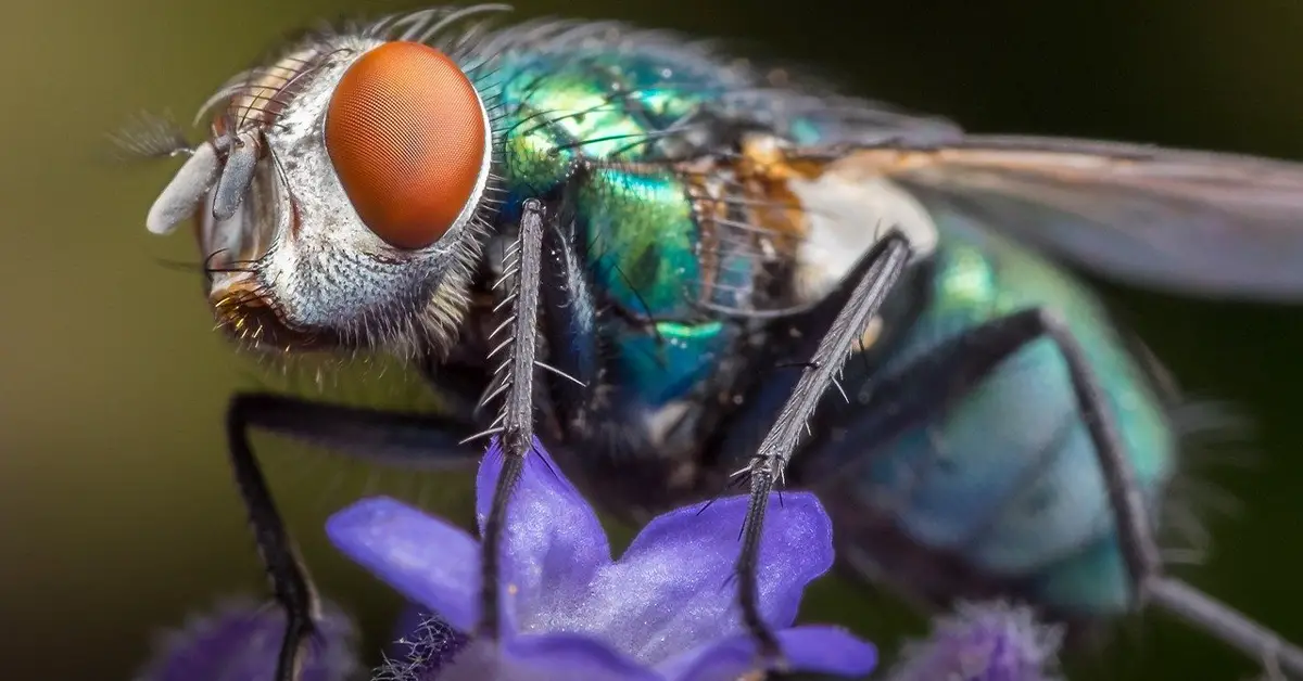 How Are Flies Born