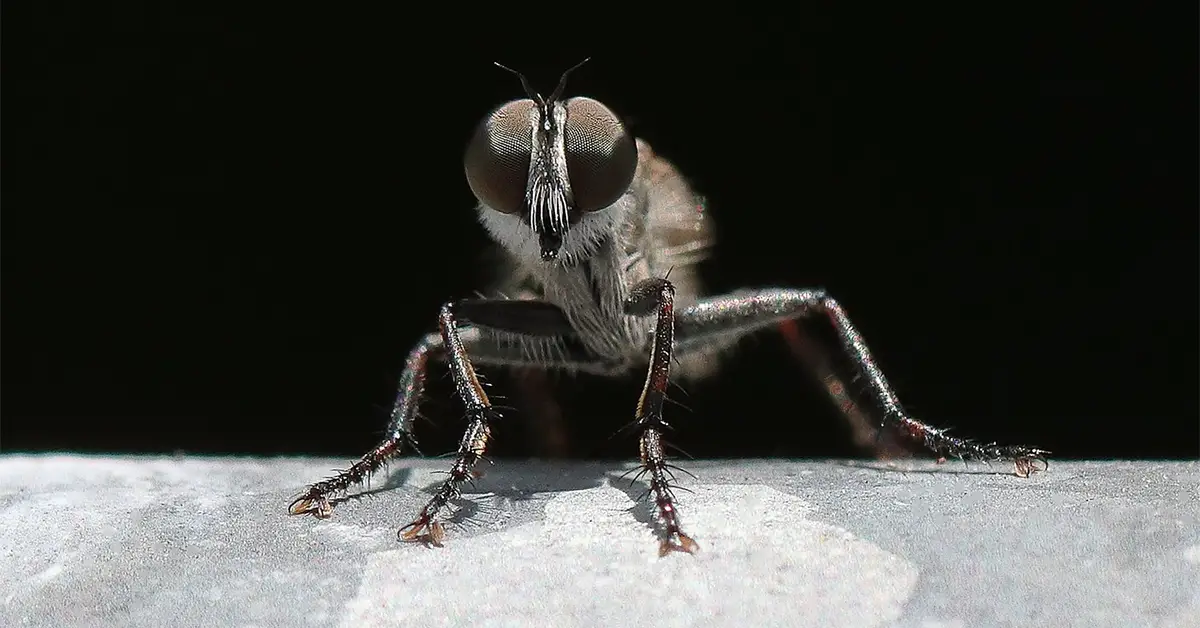 Fly Walk On The Ceiling