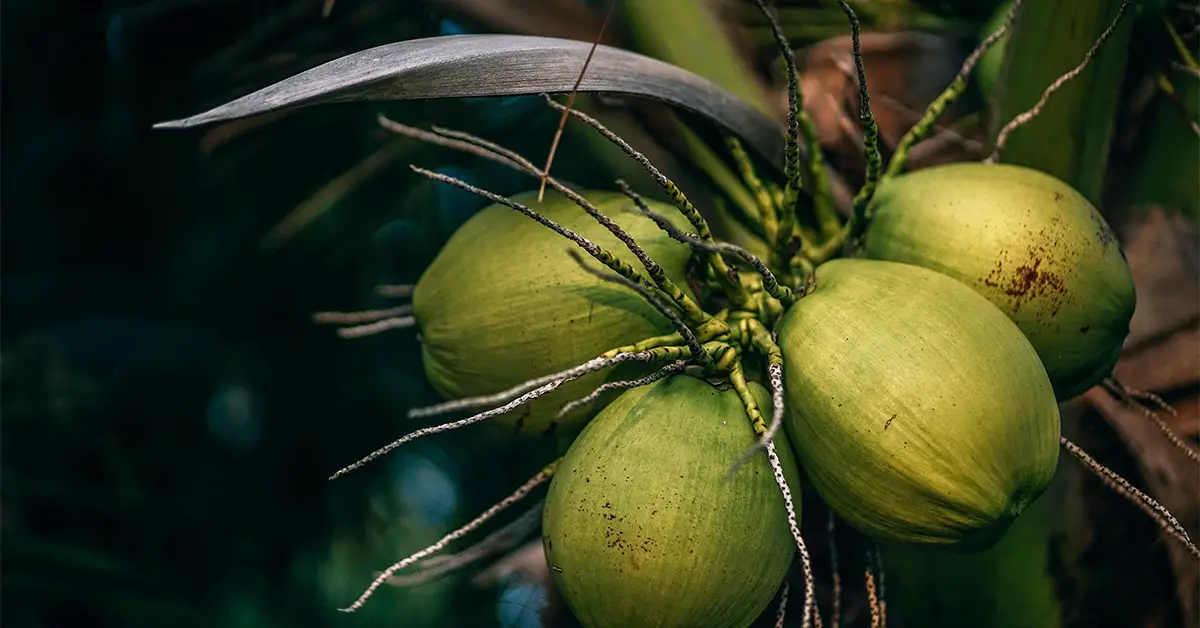 How Does A Coconut Grow?