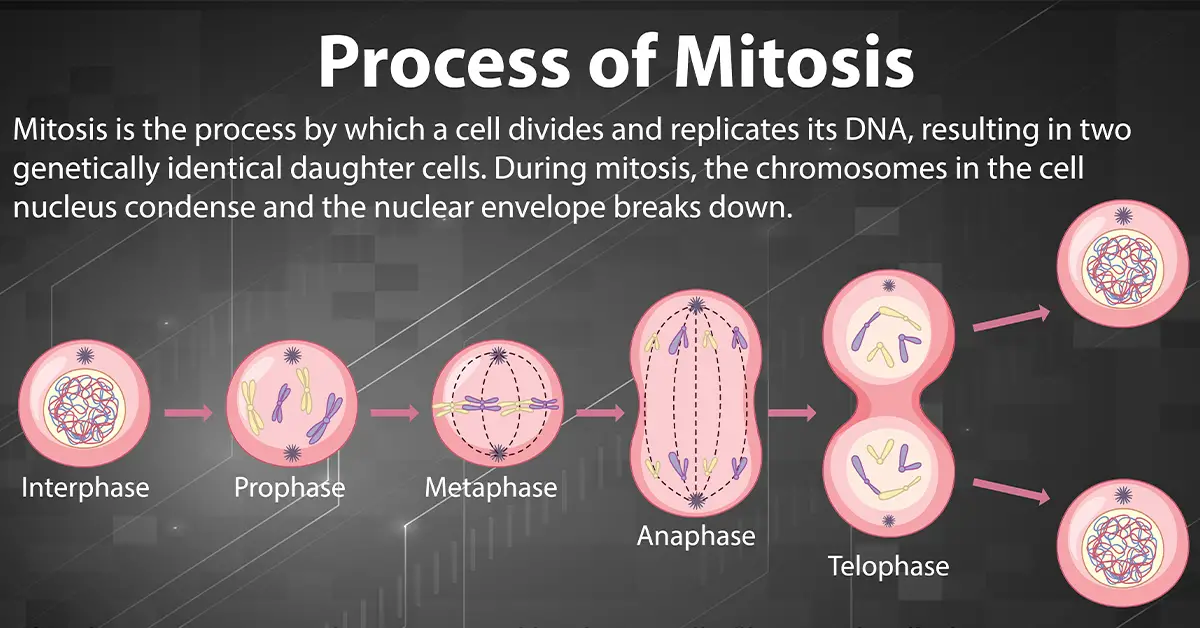 Mitosis vs Binary Fission