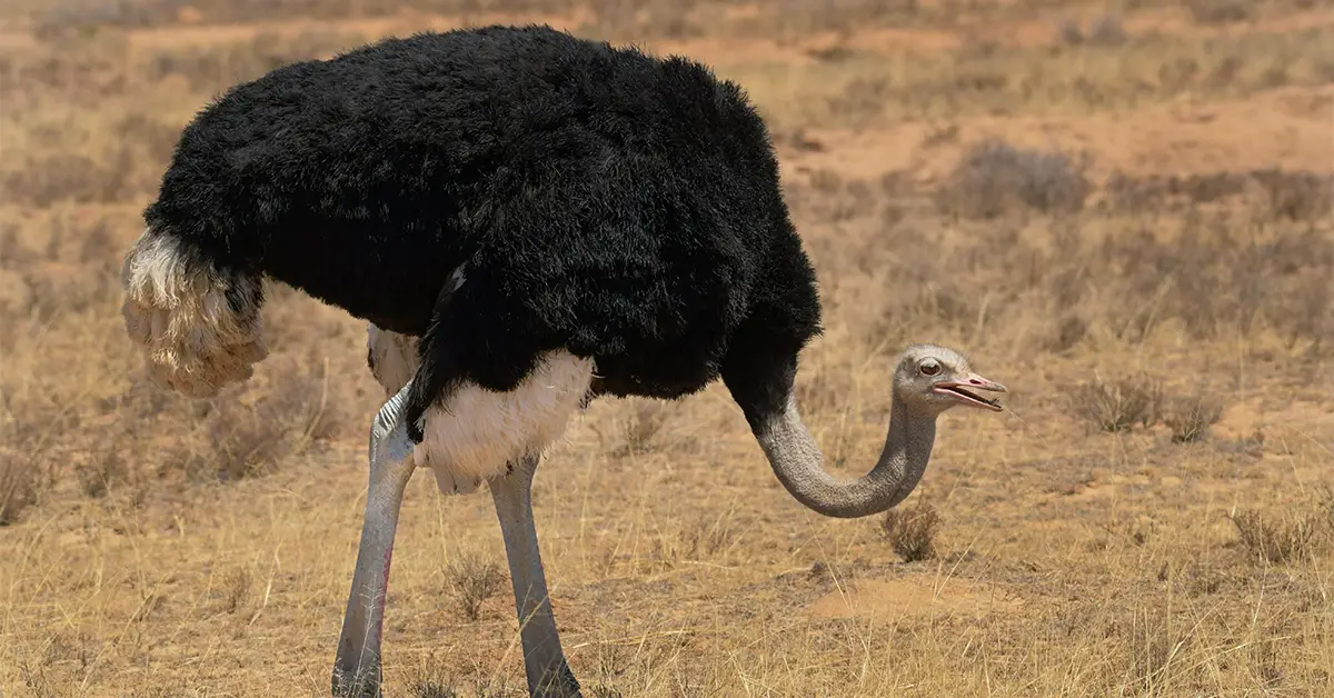 Ostrich