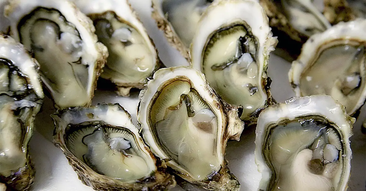 Oysters