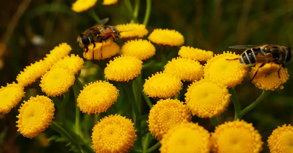 can-plants-eat-insects