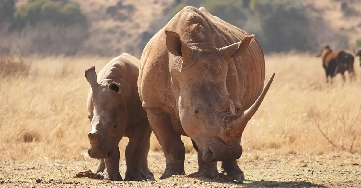 Rhino And Hippopotamus