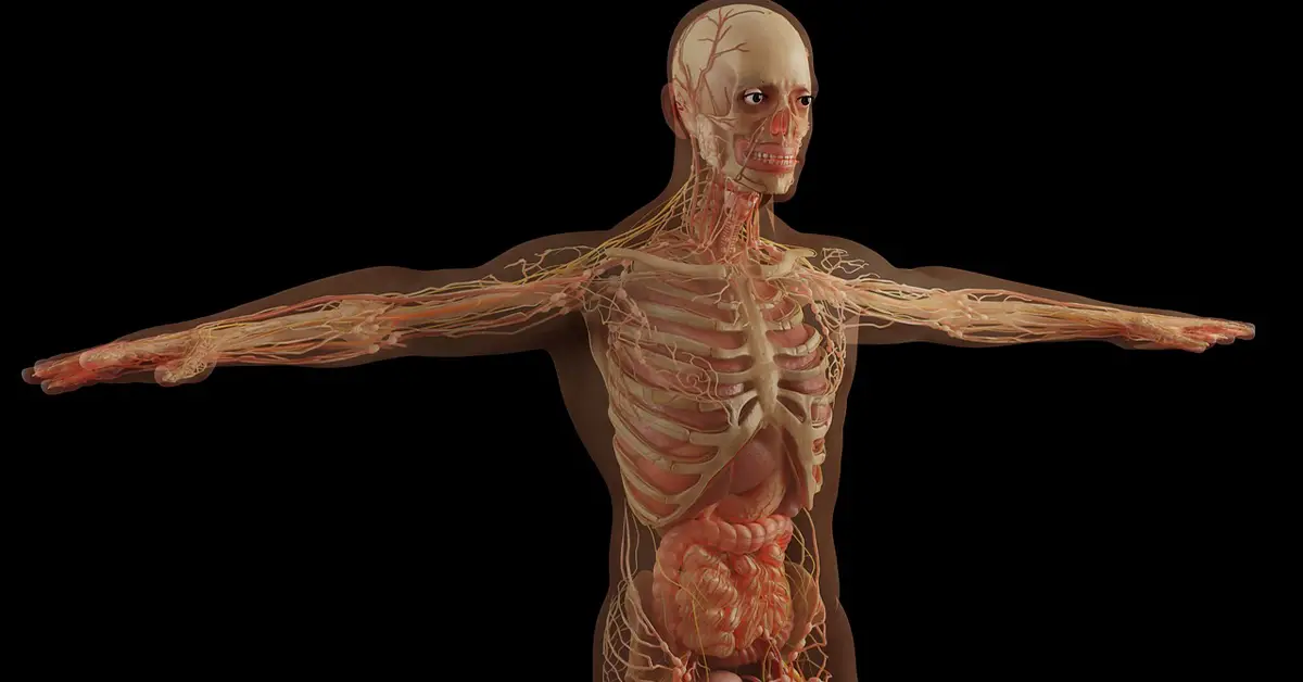 Systemic vs Pulmonary Circuitscin human body