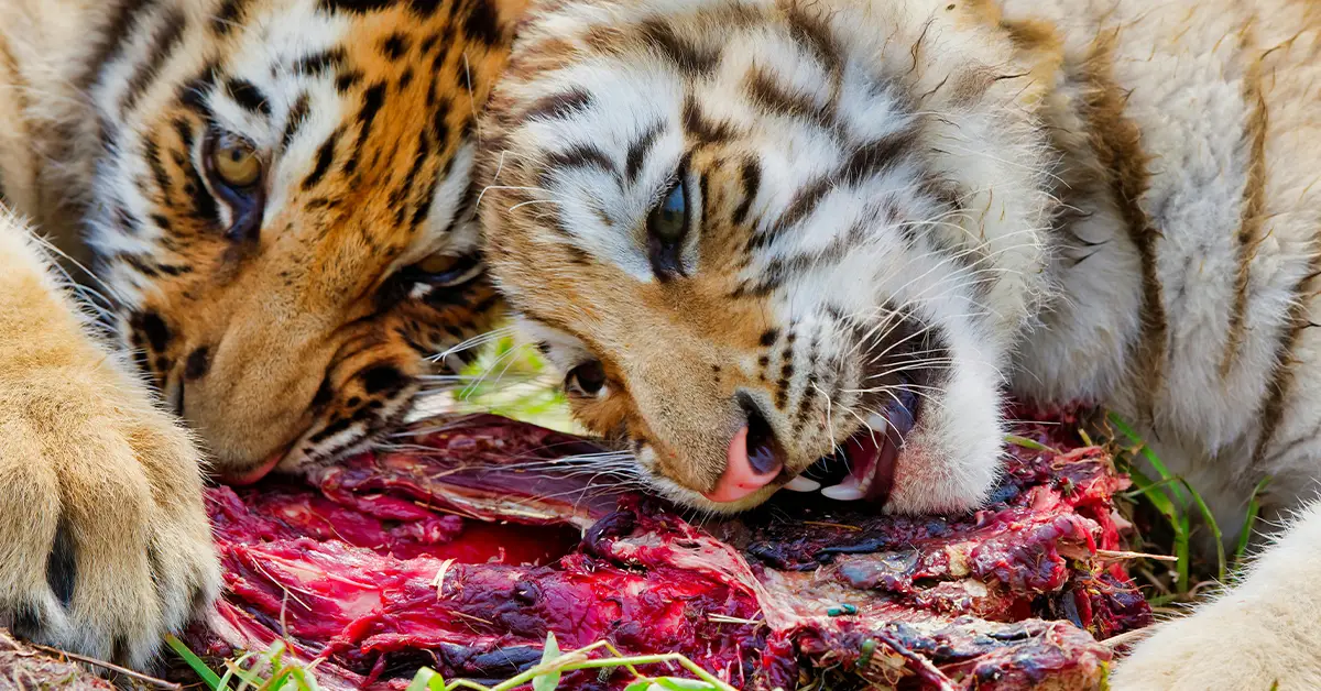 How Much Does It Cost To Feed A Tiger